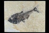 Fossil Fish (Diplomystus) - Green River Formation #115582-1